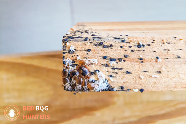 Bed bug nest with live bed bugs and eggs