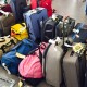 Bed bugs get lift with luggage