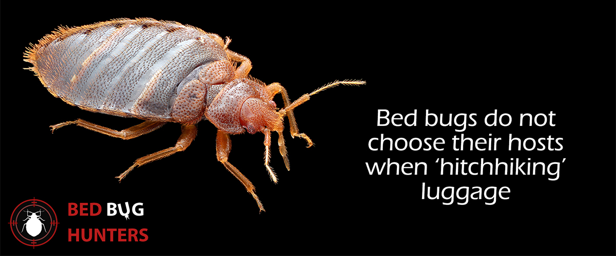 Facts about bed bugs