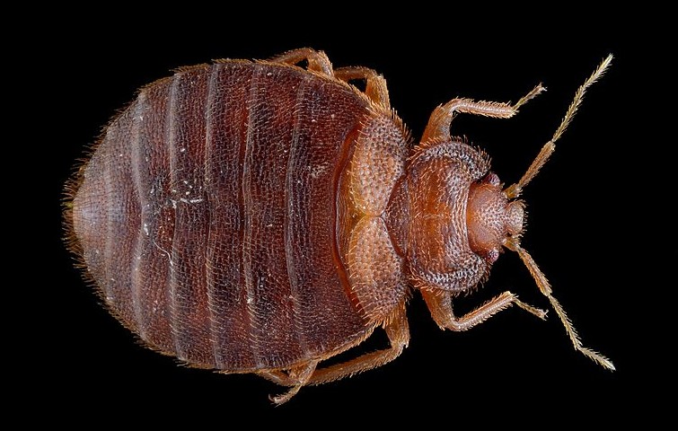 Ways of bed bugs detecting us