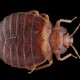 Ways of bed bugs detecting us